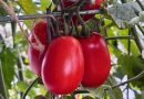 Homemade Tomato Juice Canning Recipe That Uses Only Three Ingredients