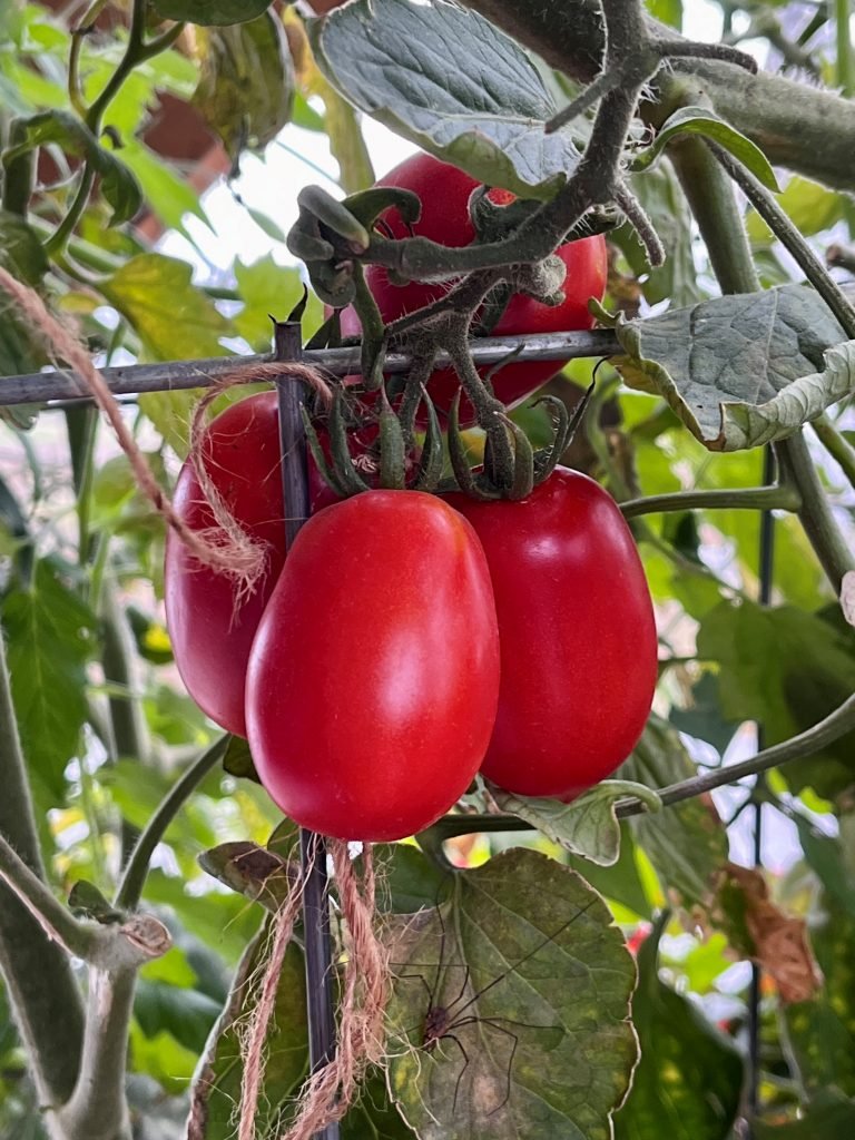 Homemade Tomato Juice Canning Recipe That Uses Only Three Ingredients