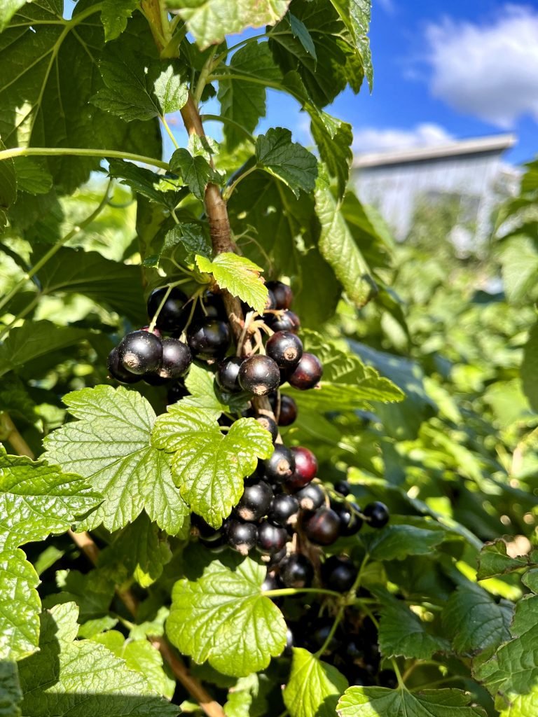 black currant bush