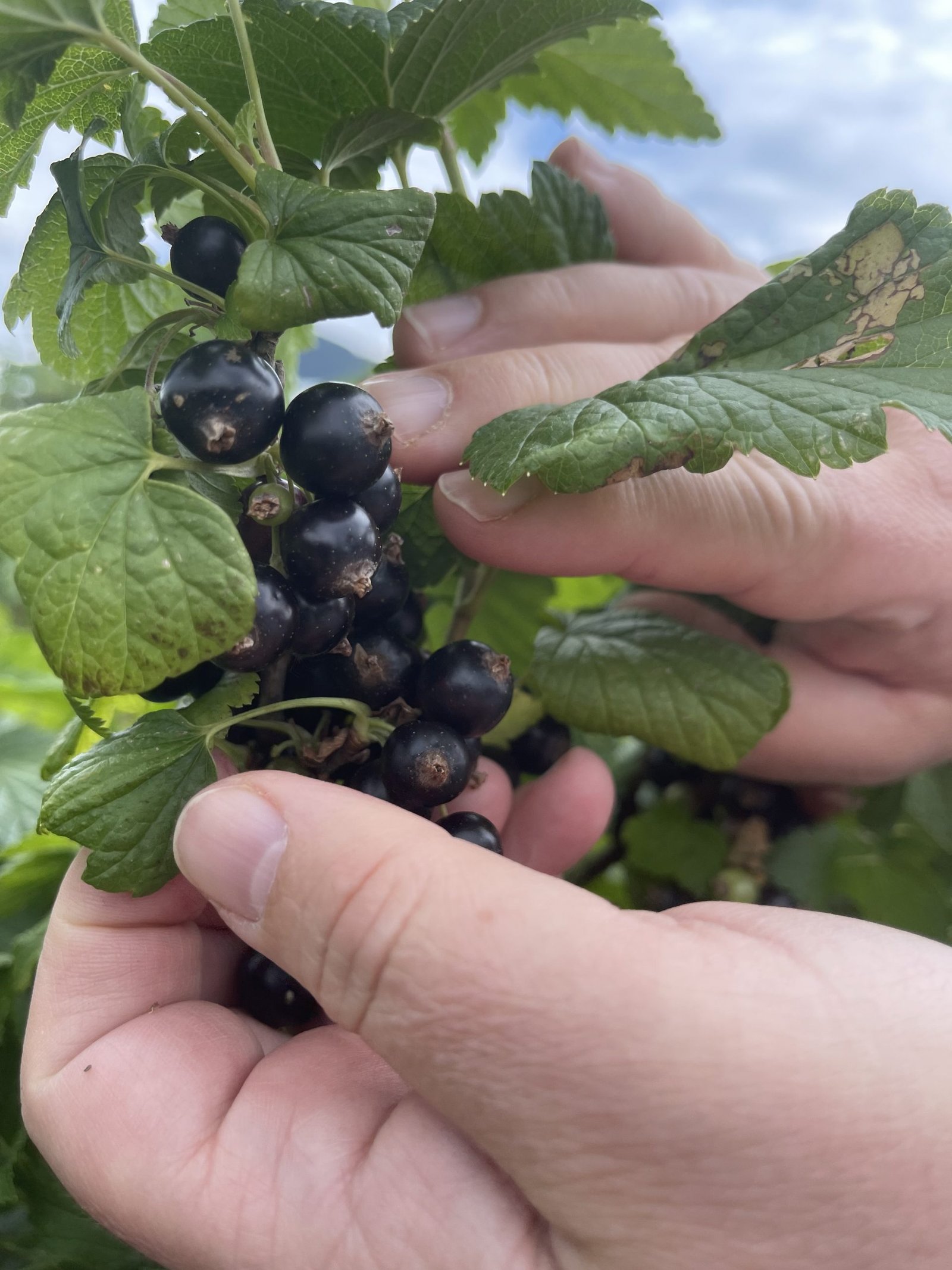 How To Make Reduced Sugar Blackcurrant Jelly Without Adding Water